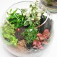 Ball Terrarium