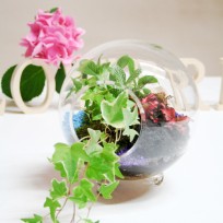 Terrarium