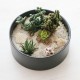 Succulent plant