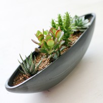 Succulent Plant Gardening